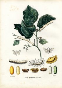 Papillons, 1863-79
