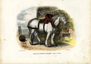 Cheval de ferme anglais, 1863-79