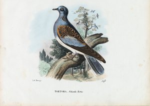 Tourterelle européenne, 1863-79 - Raimundo Petraroja