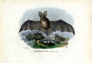 Grand Murin, 1863-79