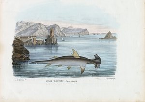 Requin-marteau, 1863-79 - Raimundo Petraroja