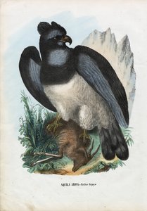 Aigle harpie, 1863-79
