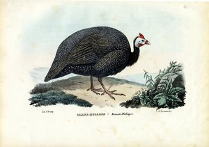 Pintade casquée, 1863-79