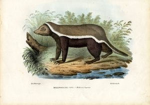 Ratel, 1863-79 - Raimundo Petraroja