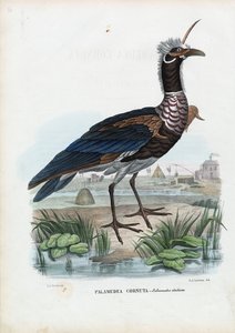 Kamichi cornu, 1863-79 - Raimundo Petraroja