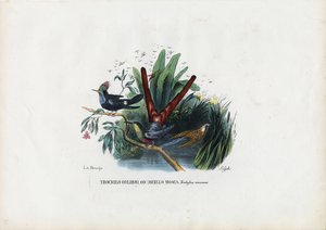 Colibris, 1863-79 - Raimundo Petraroja