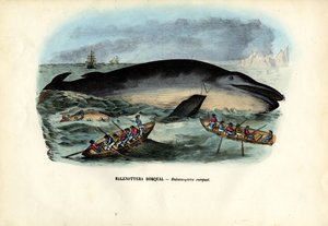 Baleine à bosse, 1863-79