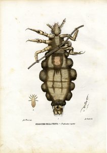 Poux, 1863-79