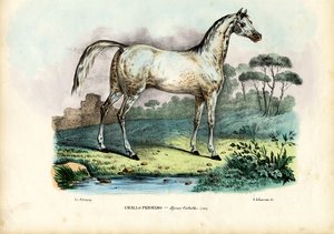 Cheval persan, 1863-79