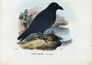 Corbeau, 1863-79