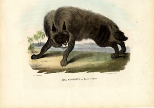 Hyène rayée, 1863-79