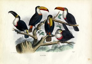 Toucans, 1863-79 - Raimundo Petraroja