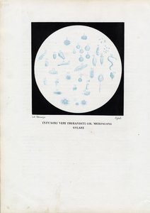 Animal à roue, 1863-79