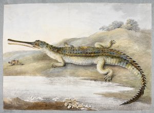Un gherial ou crocodile gangétique face à face avec une sauterelle, c.1820 - Ram Sita