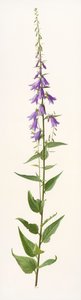 Adenophora species (huile sur papier) - Raymond Booth