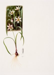 Amana edulis (huile sur papier)