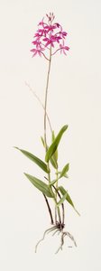Barkeria skinneri (huile sur papier) - Raymond Booth