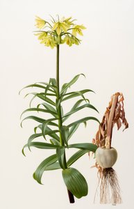 Fritillaria eduardii (huile sur carton)