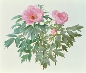 Pivoine japonaise