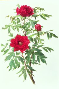 Pivoine japonaise