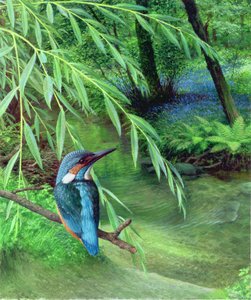 Martin-pêcheur