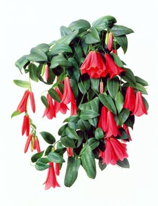 Lapegeria Rosea - Raymond Booth