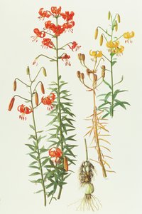 Lilium amabile