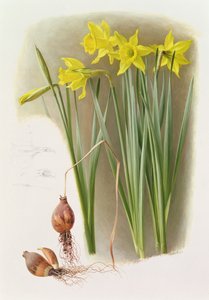 Narcisse Hispanique Bujei