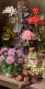 Fleurs d