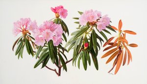 Rhododendrons