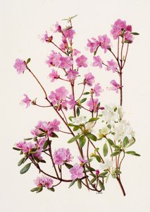 Rhododendron dauricum (huile sur papier)
