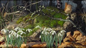 Perce-neige et troglodyte