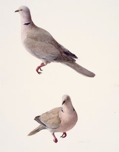 Deux études d