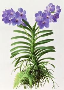 Vanda Rothschildiana - Raymond Booth