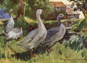 Illustration pour Ma Ferme - Reginald Mills
