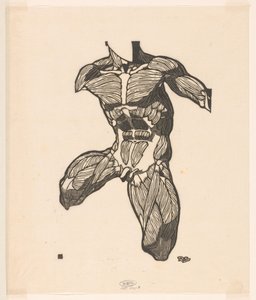 Étude anatomique des muscles du cou, de l