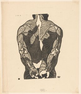 Étude anatomique des muscles du dos d