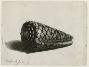 Le Coquillage (Conus marmoreus)