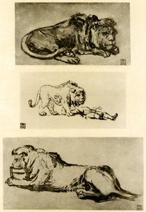 Trois études de lion - Rembrandt van Rijn
