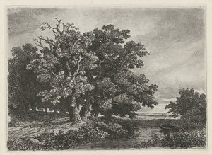 Arbres près d