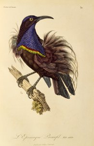 Mâle adulte du Paradisier riflebird (Ptiloris paradiseus), gravure de Histoire naturelle des oiseaux de paradis et des épimagues - René Primevère Lesson