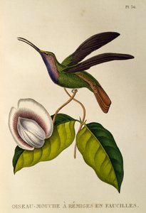 Lazuline Sabrewing (Campylopterus falcatus), gravure de Les trochilidees ou les colibris et les oiseaux-mouches - René Primevère Lesson