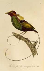 Mâle du Magnifique Oiseau de paradis (Cicinnurus magnificus), gravure de Histoire naturelle des oiseaux de paradis et des épimaques - René Primevère Lesson