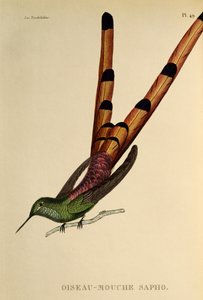 Comète à queue rouge (Sappho sparganurus), gravure de Les trochilidees ou les colibris et les oiseaux-mouches - René Primevère Lesson