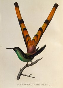 Comète à queue rouge (Sappho sparganurus), gravure de Les trochilidees ou les colibris et les oiseaux-mouches - René Primevère Lesson
