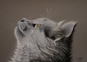 Regard de chat - Renate Dohr
