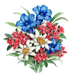 Fleurs alpines aux couleurs vives - Renate Holzner
