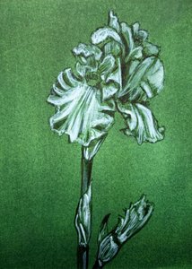 Élégant iris vert