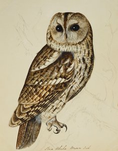 Chouette brune (Strix Ulula) - Rev. C. Atkinson