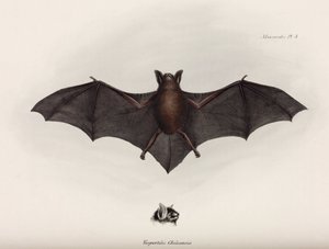 Chauve-souris, Amérique du Sud, vers 1832-1836 - John Pardon